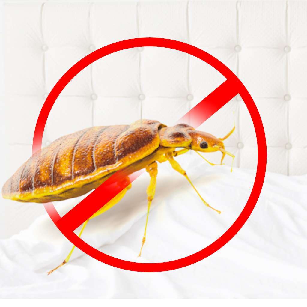 Bed bugs Control Services in Hyderabad