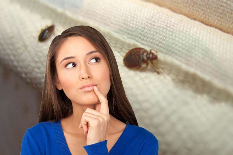 Choose a licensed and reputable bedbug company