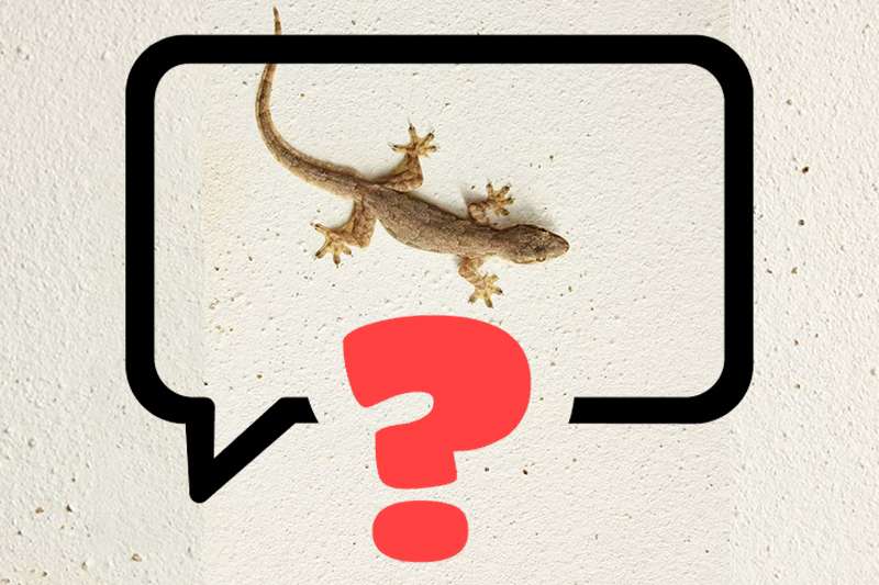 How to Choose the Right Lizard Control Company