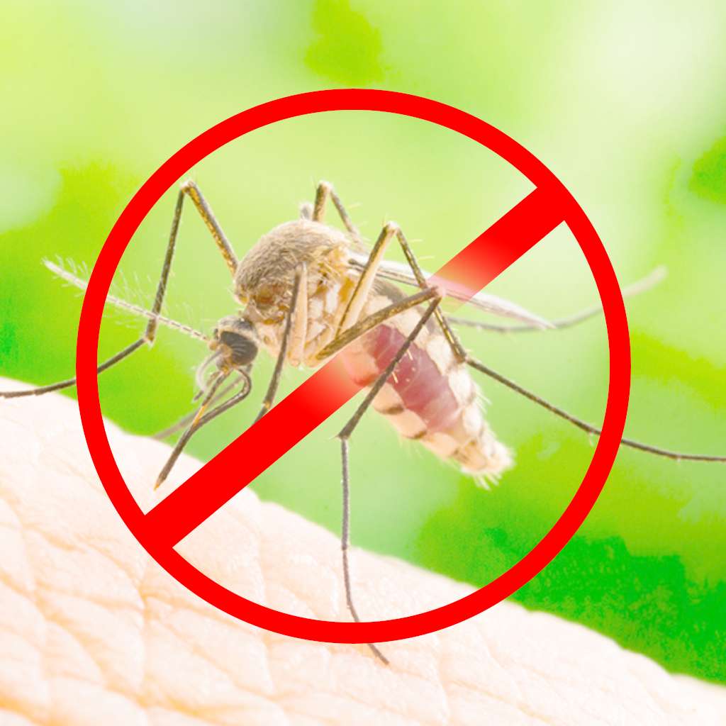 Mosquito control Services in Hyderabad