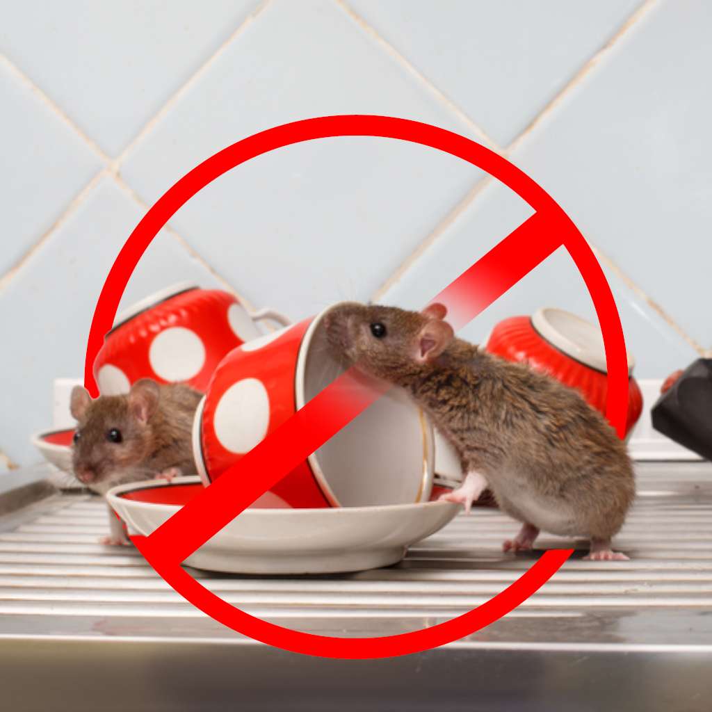 Rat control Services in Hyderabad