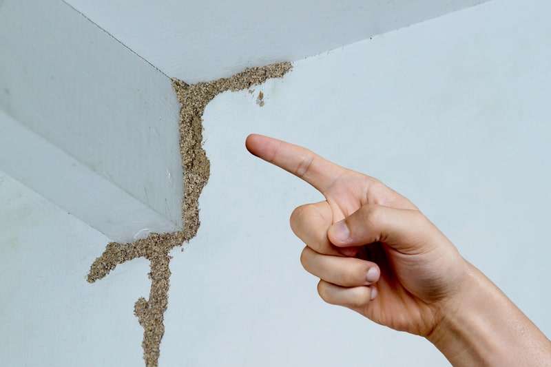 Here's how to identify a termite infestation