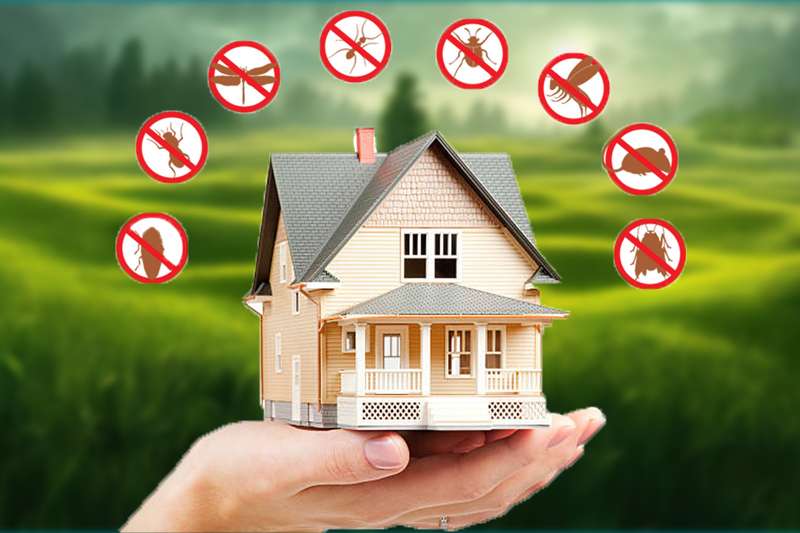 Termite control Services in hyderabad