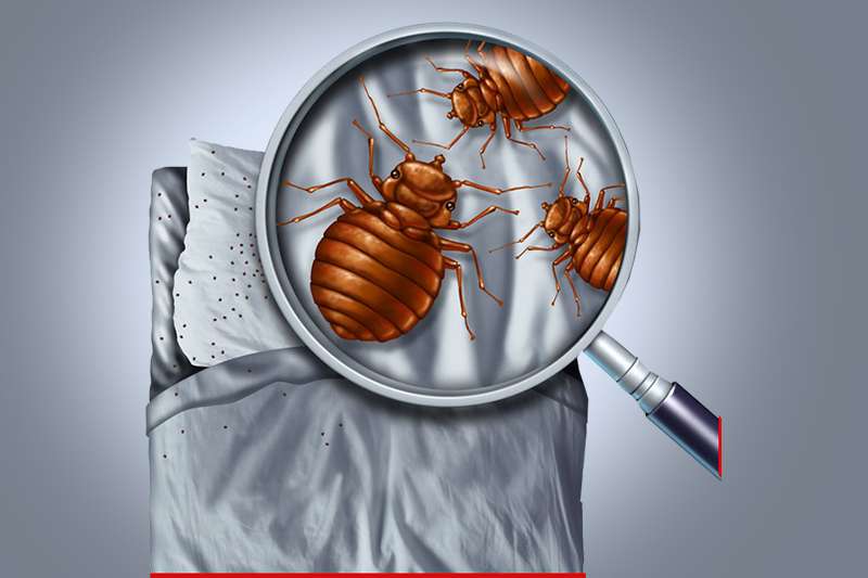 bed bugs Control Services